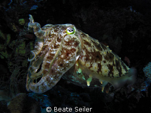 Cuttlefish taken at Wakatobi with Canon S70 and Inon Strobe by Beate Seiler 